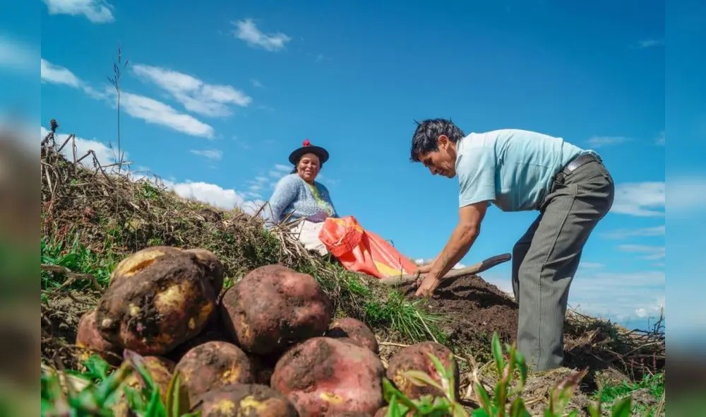 Midagri: Padrón de Productores Agrarios superó los 900.000 agricultores inscritos Midagri: Padrón de Productores Agrarios superó los 900.000 agricultores inscritos