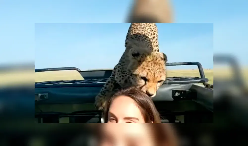 YouTube viral: mujer intenta tomarse ‘selfie’ con cheetah en safari, sin imaginar la reacción del felino