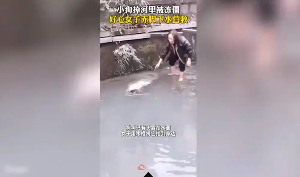 Desliza hacia la izquierda para ver las imágenes del rescate del perro de las aguas heladas de un río en China. Foto: captura de YouTube