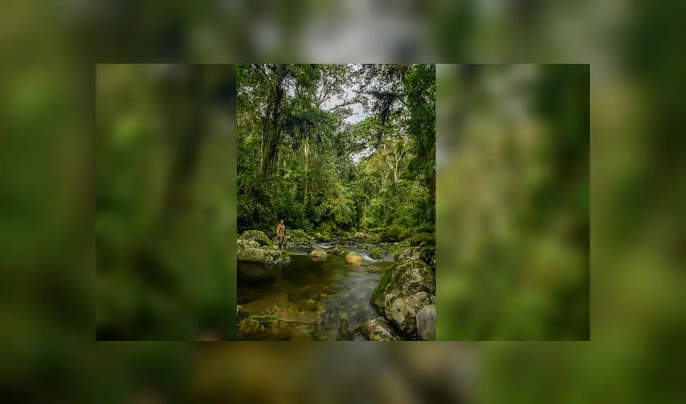 Vista Alegre Omia y bosque seco del Marañón son declarados Áreas de Conservación Regional