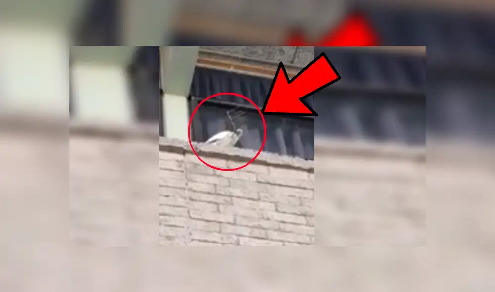 Usuarios de Facebook calificaron la violenta reacción del ave como un "acto vandálico"