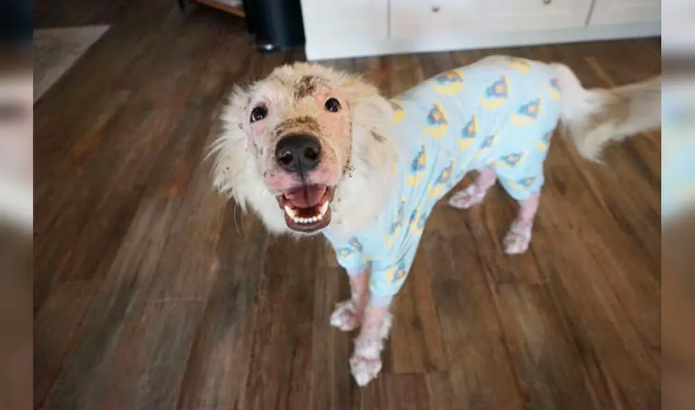Desliza las imágenes hacia la izquierda para conocer la conmovedora historia de una perrita llamada Gardenia. Foto: The Dodo/ Referencial