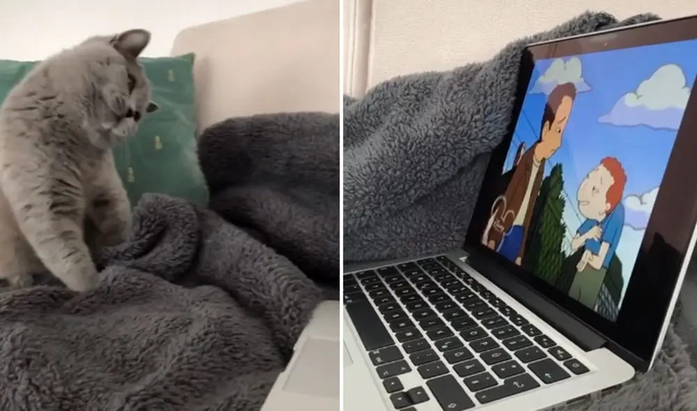 Desliza las imágenes para ver más detalles sobre este 'travieso' gatito que disfrutar ver dibujos animados. Foto: captura de Facebook