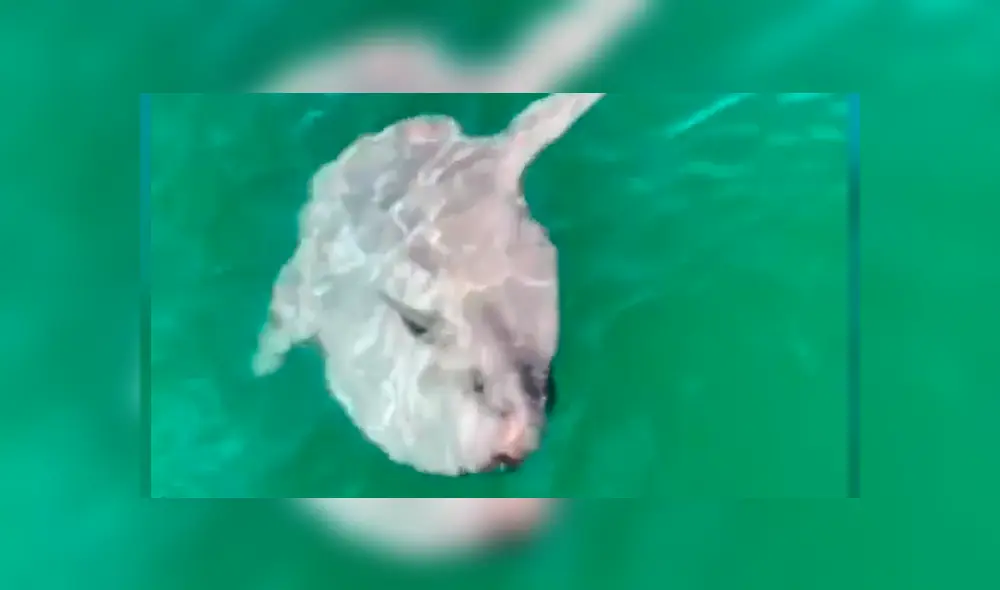 Desliza cada captura del video viral de YouTube hacia la izquierda.