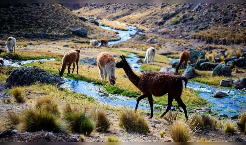 Carne llama destaca por su bajo precio. Carne llama destaca por su bajo precio.