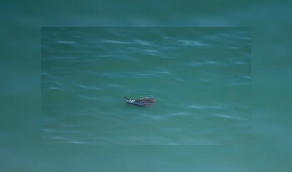 Las tortugas fueron avistadas desde Barranco. Foto: Jose Ignacio Maurtua Las tortugas fueron avistadas desde Barranco. Foto: Jose Ignacio Maurtua