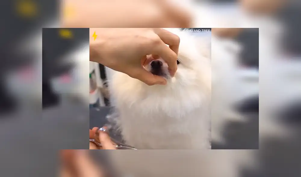 En Facebook, un perro fue sometido a un radical cambio y el resultado sorprendió a su dueño. En Facebook, un perro fue sometido a un radical cambio y el resultado sorprendió a su dueño.