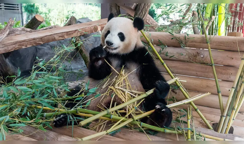 Primer oso panda alemán nacería en zoológico de Berlín 