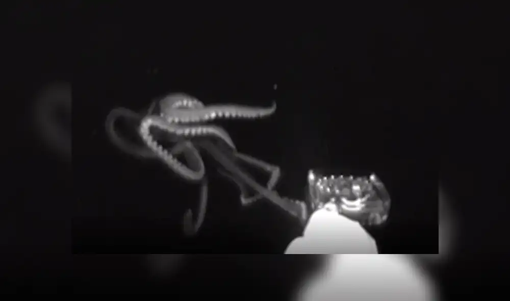 Científicos captan 'misteriosa criatura' en las profundidades del mar. Científicos captan 'misteriosa criatura' en las profundidades del mar.