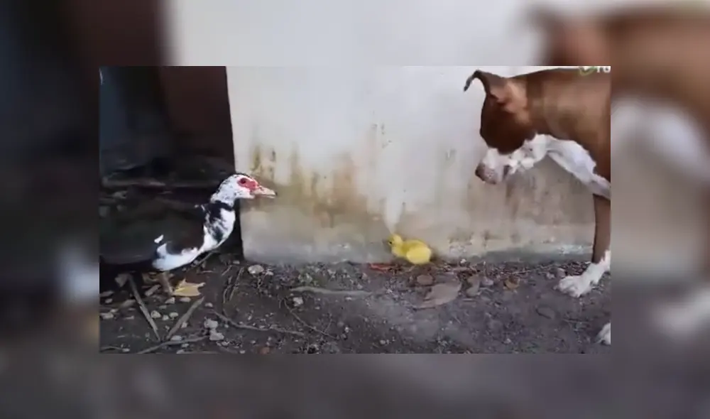 A través de YouTube se hizo viral el momento en que perro conoce a un pato bebé.