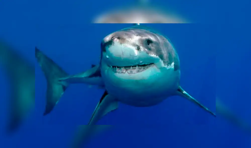 YouTube viral: Abren estómago de tiburón muerto y descubren criaturas vivas [VIDEO] 