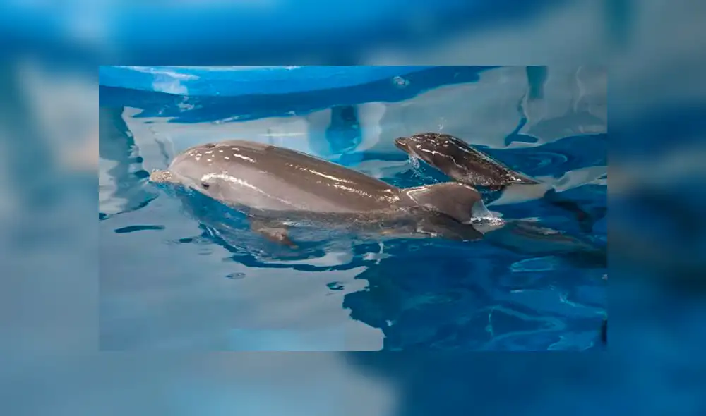 Un extraño virus acaba con la vida de la delfín más longeva de Barcelona