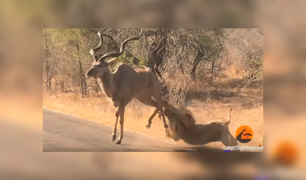 Vía YouTube. Turistas compartieron la impresionante escena de la que fueron testigos durante un recorrido en su camioneta por un parque de Sudáfrica Vía YouTube. Turistas compartieron la impresionante escena de la que fueron testigos durante un recorrido en su camioneta por un parque de Sudáfrica