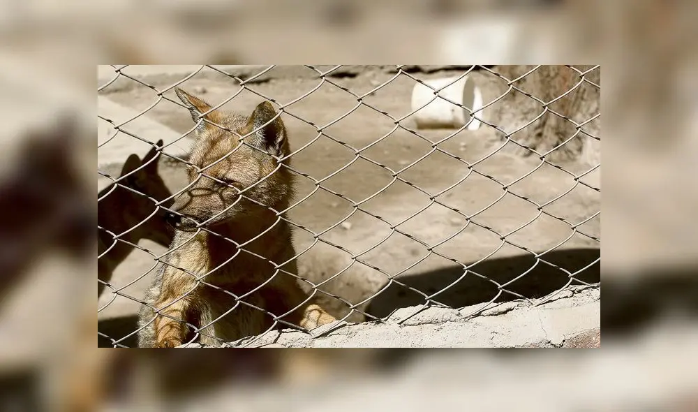 El preocupante estado de los animales del zoológico de Ica