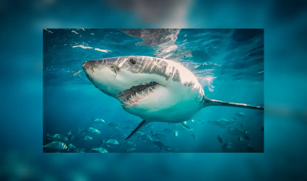 Surfista muere tras brutal ataque de tiburón en isla francesa