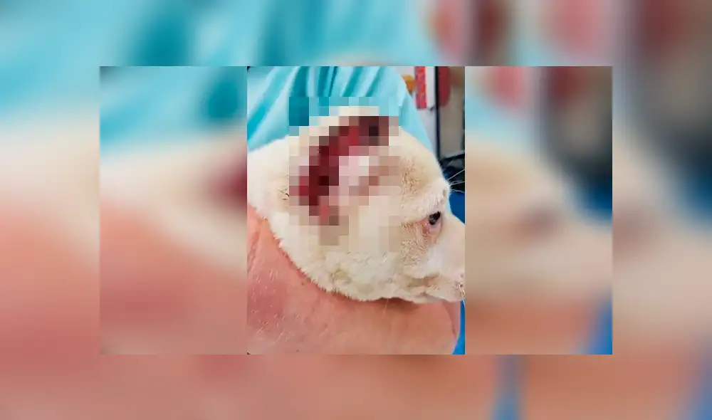 Inescrupulosos cortaron las orejas de un cachorro y las cosieron con hilo de pescar [VIDEO]