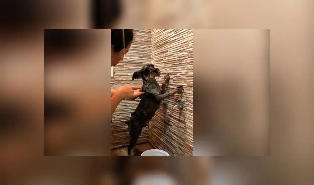 Desliza las imágenes para ver la curiosa escena que protagonizó este travieso perro y su dueña al bañarlo. Foto: YouTube