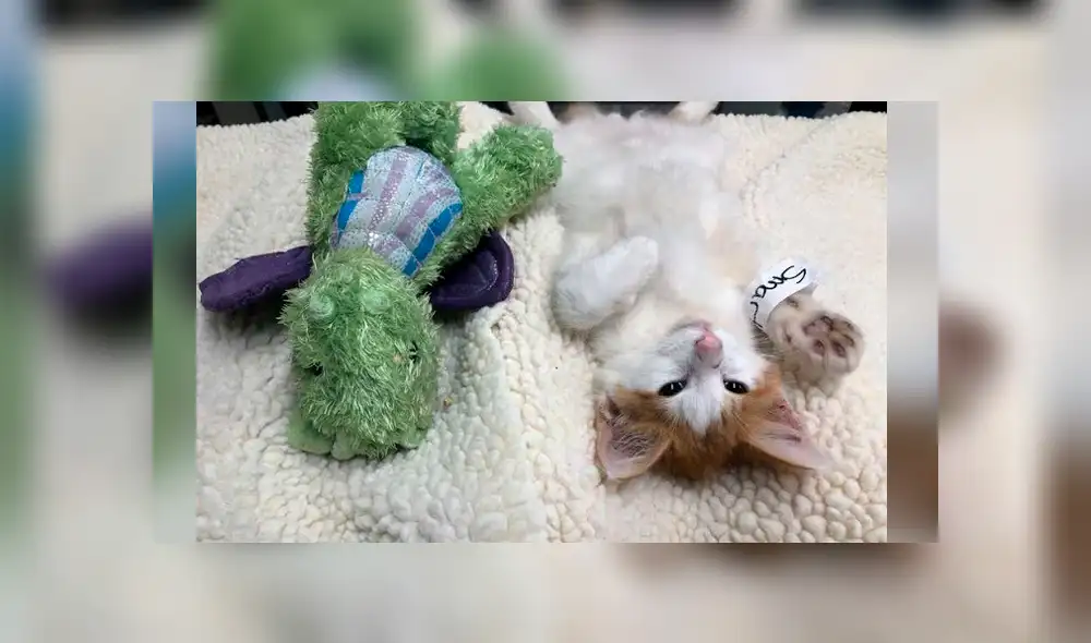 Desliza las imágenes para conocer la conmovedora historia de un gato bebé que visitó al veterinario con su peluche. Foto: Captura. Desliza las imágenes para conocer la conmovedora historia de un gato bebé que visitó al veterinario con su peluche. Foto: Captura.