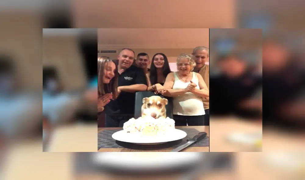 Desliza las imágenes para apreciar la conmovedora reacción del perro al notar la fiesta que organizó su familia.