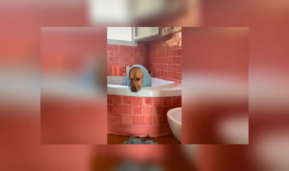 Desliza las imágenes hacia la izquierda para conocer la reacción de un perro tras obedecer a su dueña.