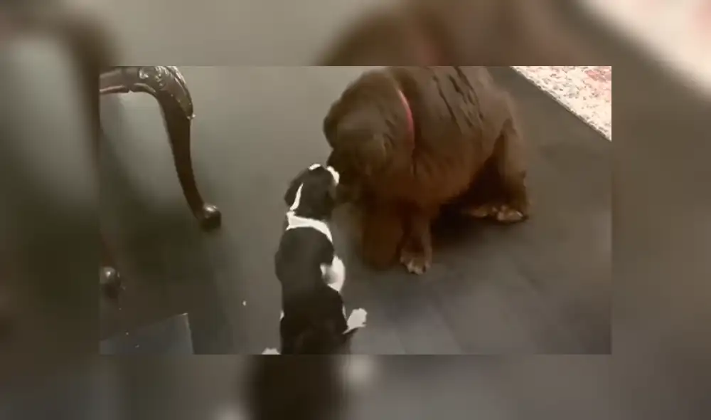 Desliza hacia la izquierda para ver las imágenes del viral de Facebook. Fotocaptura: Rumble Viral. Desliza hacia la izquierda para ver las imágenes del viral de Facebook. Fotocaptura: Rumble Viral.