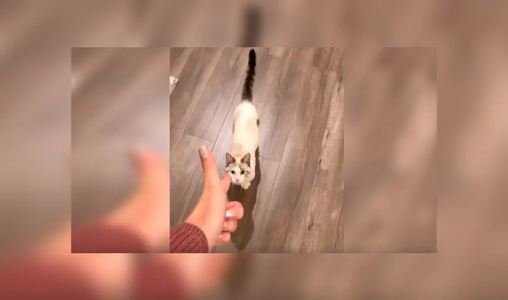 En Facebook, un travieso gato simuló estar muerto mientras jugaba con su cuidadora a dispararse.