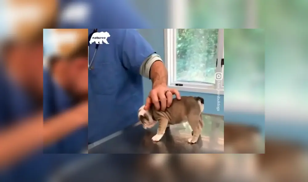 En Facebook, un cachorro sorprendió con su curioso comportamiento al ser revisado por el veterinario.