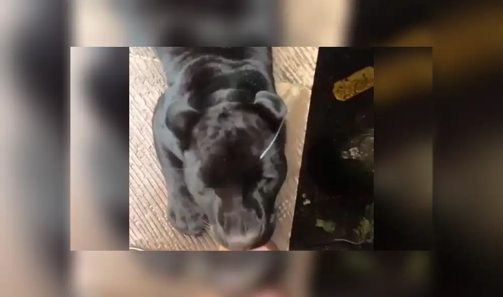 YouTube viral: Arriesgado turista se topa con temible pantera dentro de jaula y esto sucede [VIDEO]