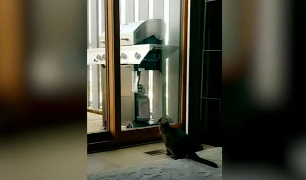 Desliza las imágenes para observar el incidente que protagonizó un gato al impactar contra una puerta de vidrio. Foto: Caters Clips Desliza las imágenes para observar el incidente que protagonizó un gato al impactar contra una puerta de vidrio. Foto: Caters Clips