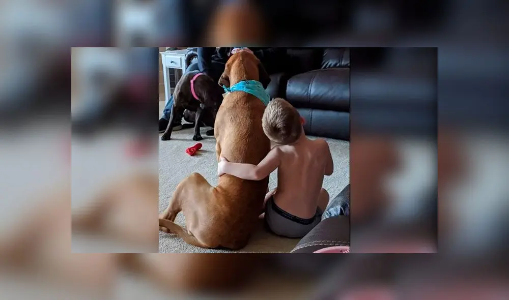 Perro acompaña a niño durante su castigo y conmueve a las redes Perro acompaña a niño durante su castigo y conmueve a las redes