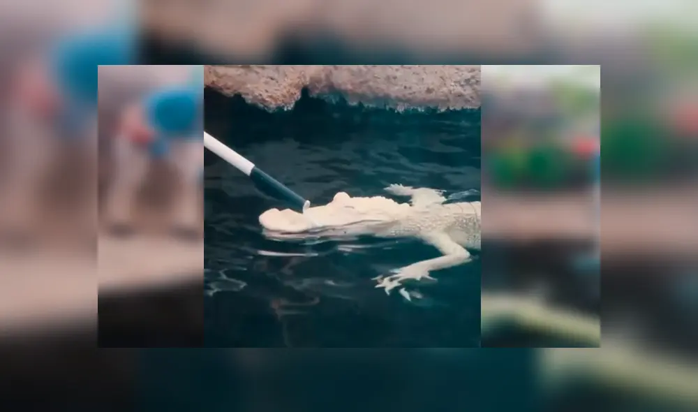 En YouTube, una joven cuidadora aseó a un peligroso cocodrilo y se sorprendió al notar su reacción. En YouTube, una joven cuidadora aseó a un peligroso cocodrilo y se sorprendió al notar su reacción.