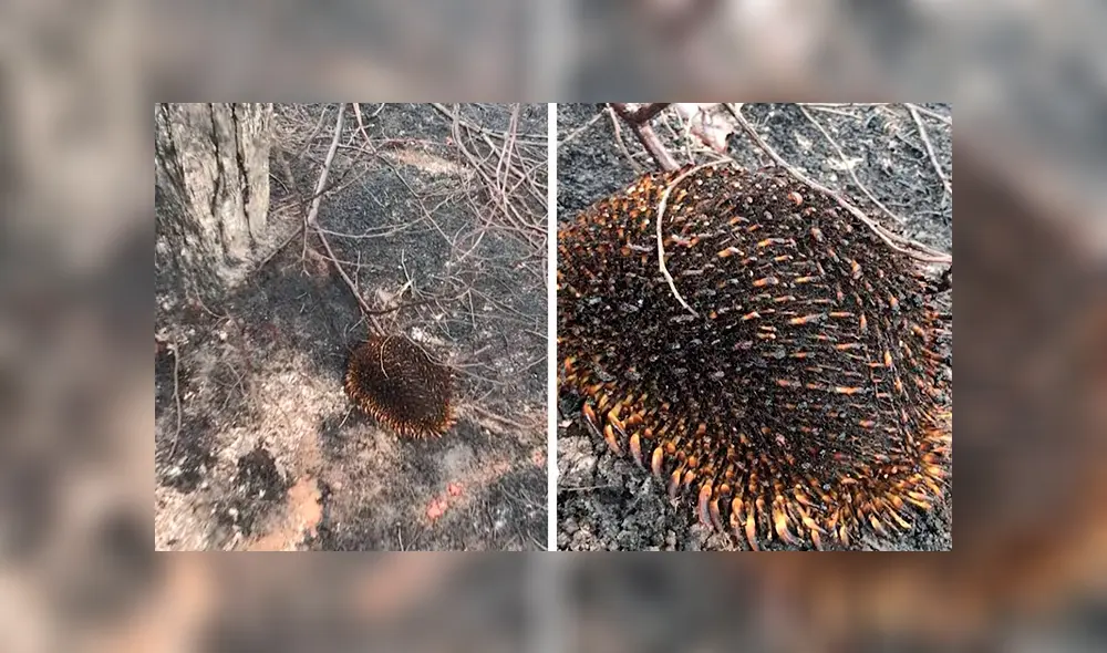 En YouTube, un joven encontró al misterioso animal que escapó de las llamas para salvar su vida. En YouTube, un joven encontró al misterioso animal que escapó de las llamas para salvar su vida.