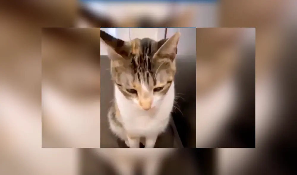 Desliza las imágenes para apreciar el tierno comportamiento de un gato para convencer a su dueña de salir a la calle. Desliza las imágenes para apreciar el tierno comportamiento de un gato para convencer a su dueña de salir a la calle.