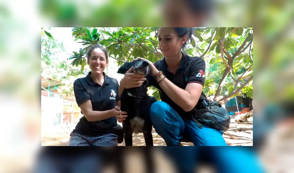 Desliza hacia la izquierda para ver algunas imágenes de la recuperación del perro encontrado en deplorables condiciones. Video es viral en YouTube. Desliza hacia la izquierda para ver algunas imágenes de la recuperación del perro encontrado en deplorables condiciones. Video es viral en YouTube.