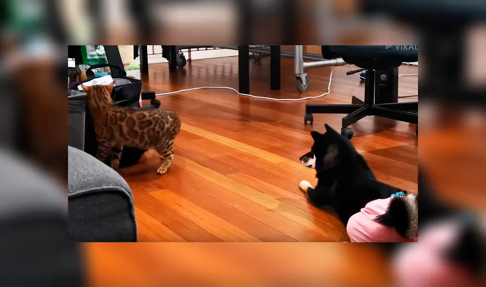 Travieso gato intentaba buscar comida en el bolso de su dueña, sin imaginar la intempestiva reacción que tendría el can. La graciosa escena se hizo viral en Facebook Travieso gato intentaba buscar comida en el bolso de su dueña, sin imaginar la intempestiva reacción que tendría el can. La graciosa escena se hizo viral en Facebook