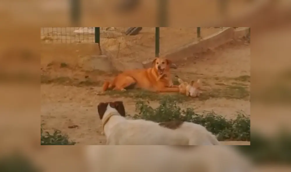 En Facebook, un joven acudió a un refugio de animales y quedó espantado al creer que un perro tenía un fuerte enfrentamiento. En Facebook, un joven acudió a un refugio de animales y quedó espantado al creer que un perro tenía un fuerte enfrentamiento.
