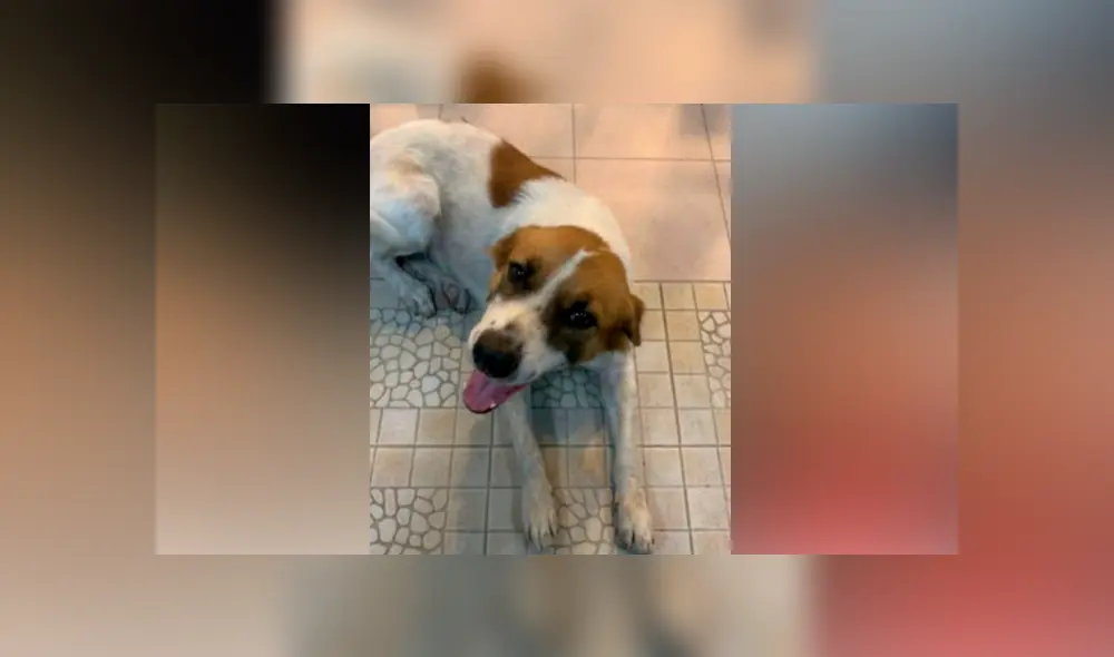 Desliza las imágenes para conocer un poco más sobre esta tierna historia narrada en redes sociales. Fotocapturas: Mohd Ridhuan/Facebook