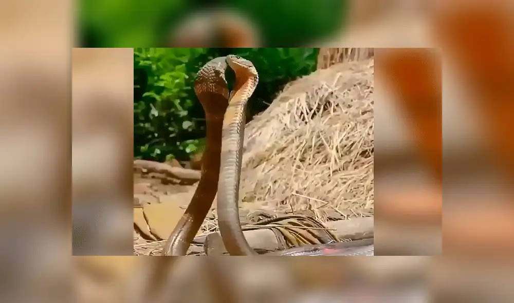 Facebook viral: peligrosas serpientes inician lucha y sucede algo increíble [VIDEO] 