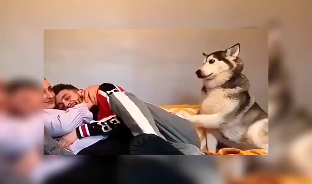 Facebook viral: perro celoso tiene increíble al ver a chico abrazar a su dueña sorprende a usuarios [VIDEO] 