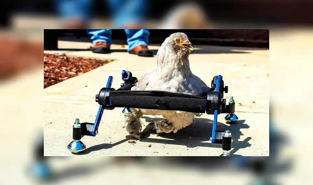 “Simplemente debería comérsela": presentadora de TV se burla de mascota de niña y genera rechazo [VIDEO]