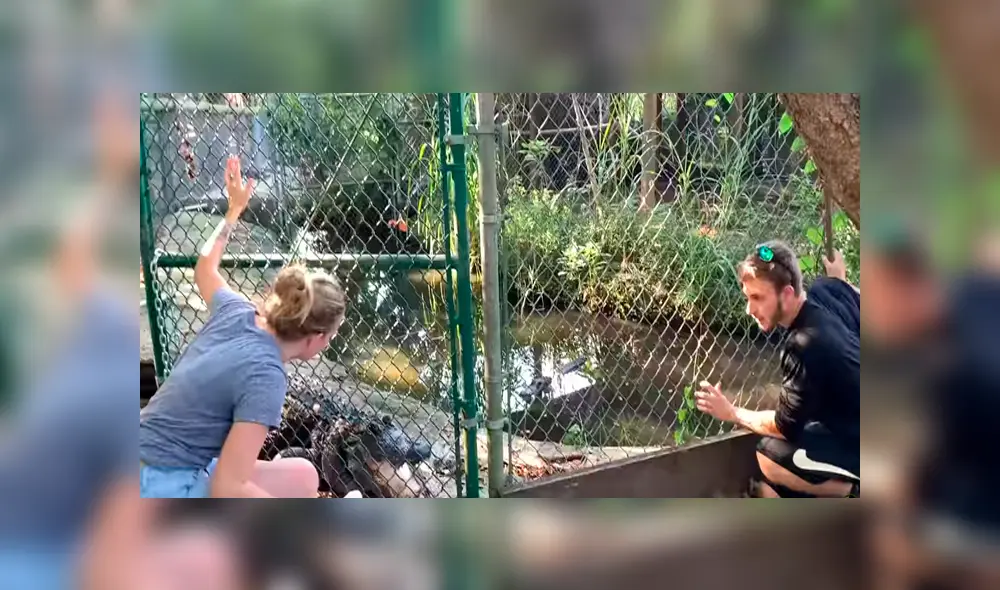 Desliza hacia la izquierda para ver lo que pasó con los jóvenes que ingresaron a un recinto de cocodrilos y se volvió viral en YouTube.