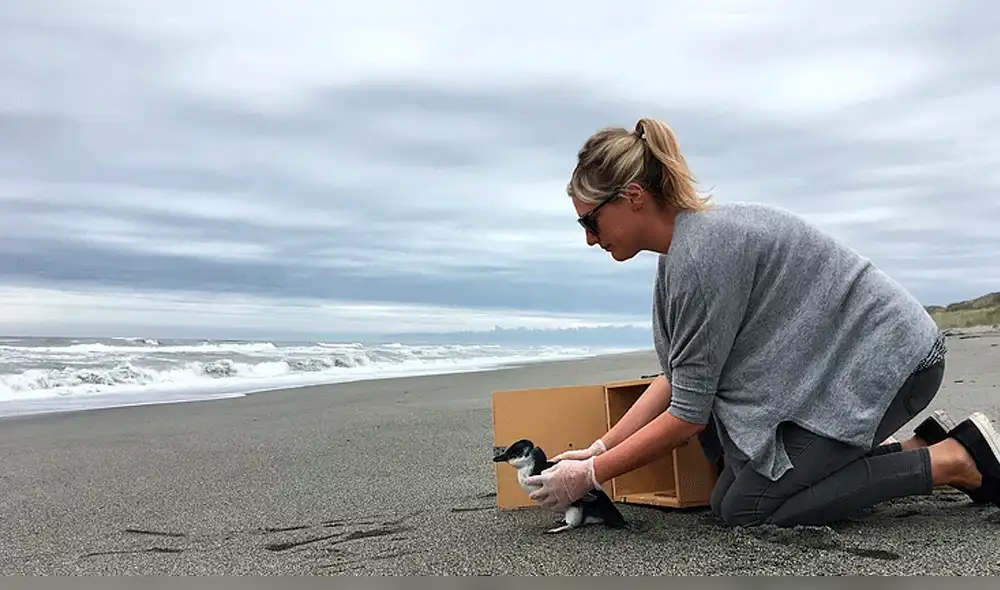 YouTube viral: reacción de un pingüino bebé al ser liberado enternece las redes [VIDEO] 