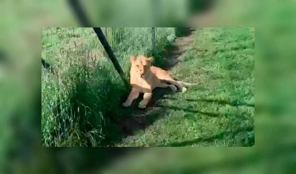 Video viral de Facebook. Cuidador se acerca para tomar una foto a leona y enfurecido depredador lo ataca.