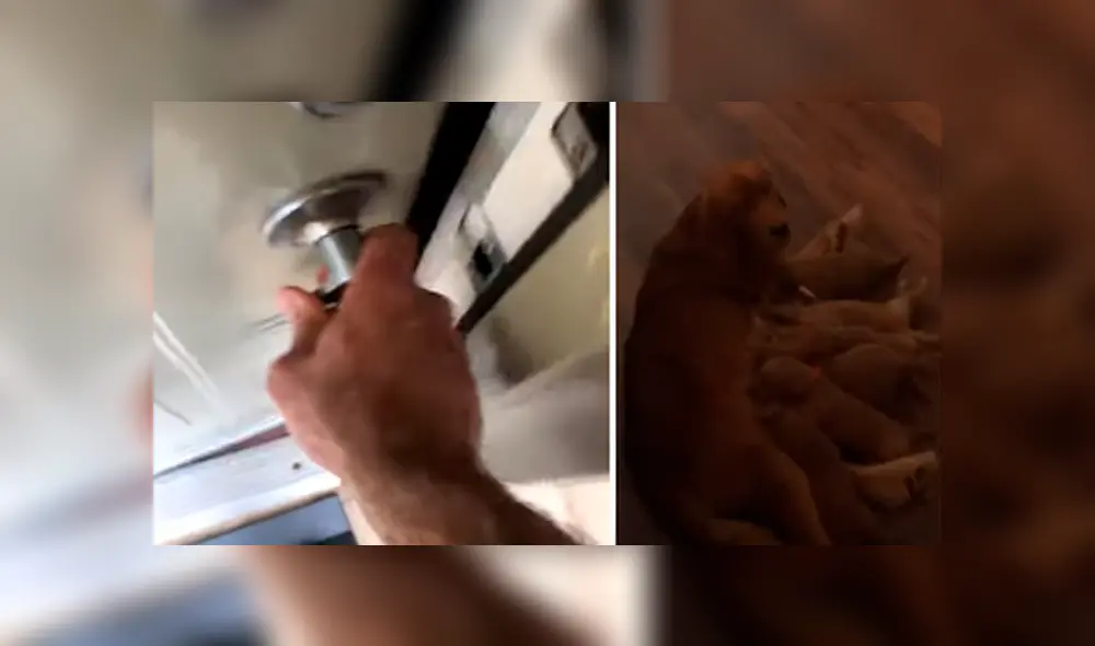 Desliza hacia la izquierda para ver la tierna escena del video viral de Facebook. Desliza hacia la izquierda para ver la tierna escena del video viral de Facebook.