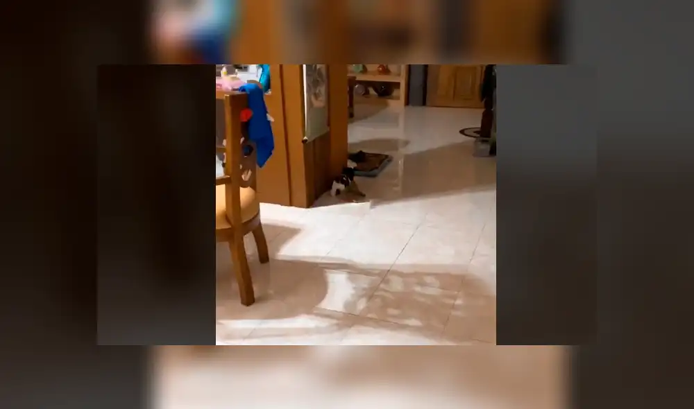Mira la secuencia del video deslizando la imagen. Foto: kobipupper/TikTok