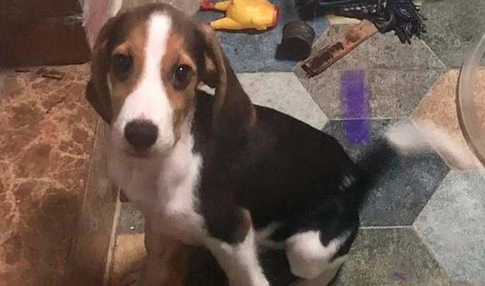 Desliza hacia la izquierda para ver el rostro de tristeza del perrito al ver su plato preferido destruido. Foto: TikTok Desliza hacia la izquierda para ver el rostro de tristeza del perrito al ver su plato preferido destruido. Foto: TikTok