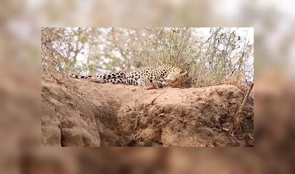 León ‘macho alfa’ se encuentra a leopardo dormido y lo ataca a traición; desenlace es desgarrador [VIDEO]
