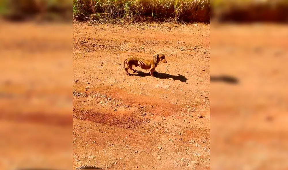 Desliza las imágenes para conocer al perrito que fue rescatado por un ciclista en medio del desierto brasileño. Foto: Facebook