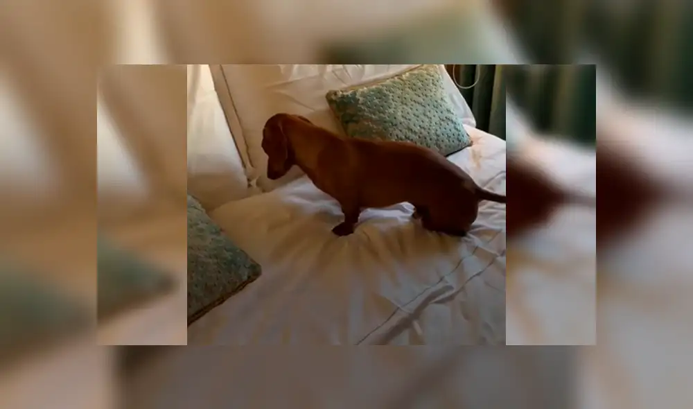 En Facebook, un perro aprovechaba la ausencia de su amo para echarse en su enorme cama y fue descubierto. En Facebook, un perro aprovechaba la ausencia de su amo para echarse en su enorme cama y fue descubierto.