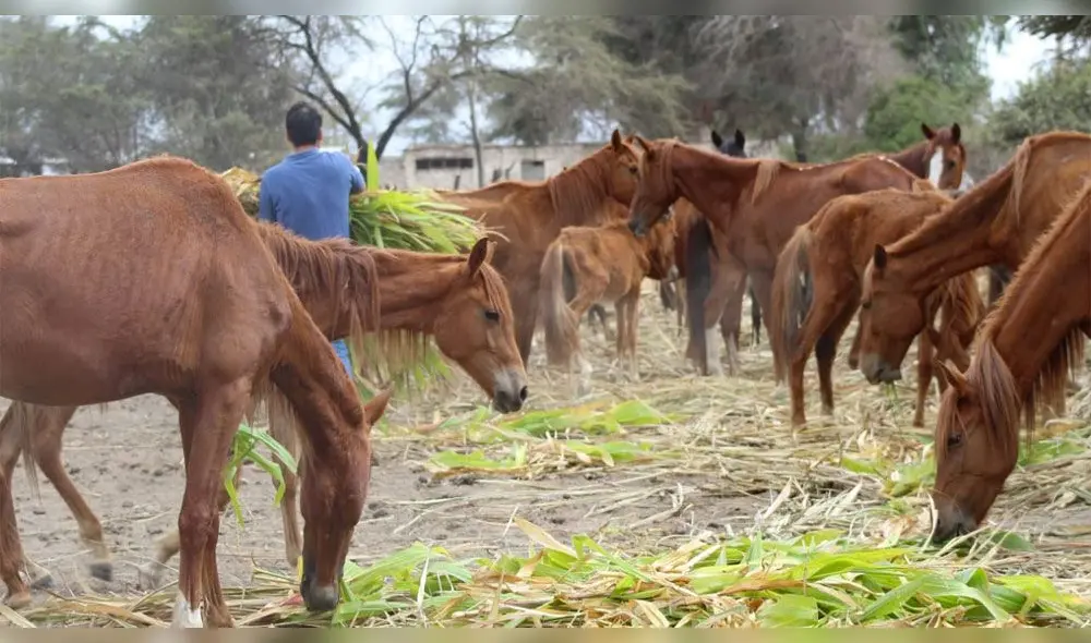 Chiclayo: denuncian maltrato a caballos de paso en empresa azucarera Chiclayo: denuncian maltrato a caballos de paso en empresa azucarera